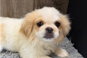 Austin - Pekingese for sale