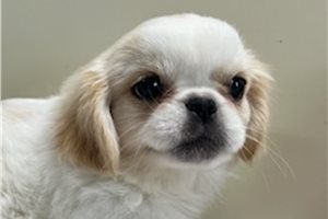 Bixby - puppy for sale