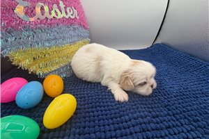 Ally - Pekingese for sale