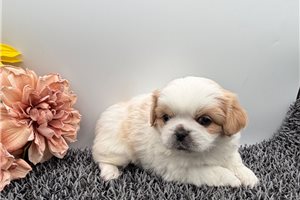 Bobo - puppy for sale