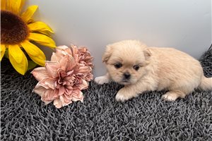 Thunder - Pekingese for sale