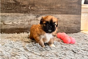 Fireball - puppy for sale