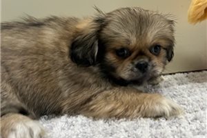 Ginny - puppy for sale