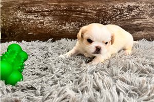 BillyBoy - puppy for sale