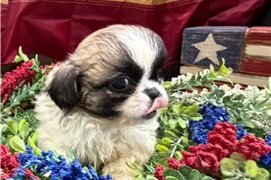 Bella - Pekingese for sale