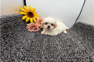 Albert - Pekingese for sale