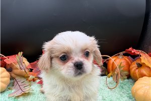 Agnus - puppy for sale