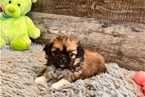 Darlin - puppy for sale
