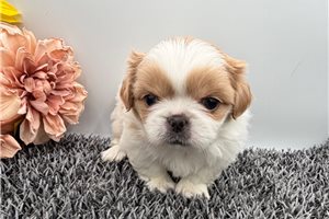 Babs - puppy for sale