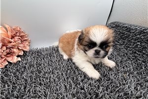 Tina - Pekingese for sale