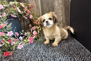 Jaci - Pekingese for sale