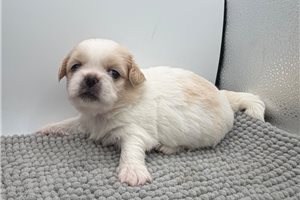 Boggie - puppy for sale