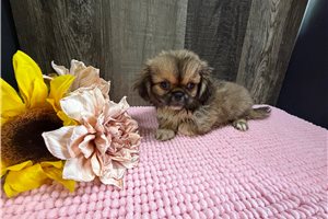 June - Pekingese for sale