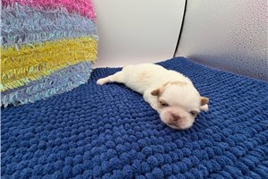 Abby - Pekingese for sale