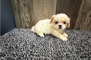 Jake - Pekingese for sale