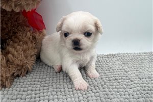 Brylie - puppy for sale