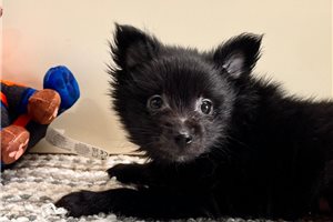 Buster - Pomeranian for sale