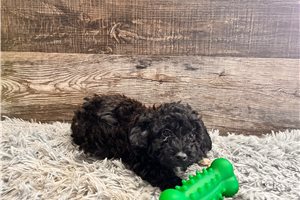 Charlie - puppy for sale