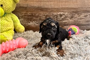 Phoenix - Miniature Poodle for sale