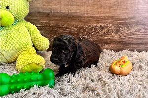 Charlie - Poodle, Miniature for sale