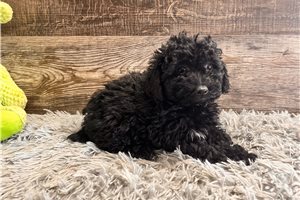 Ebony - puppy for sale