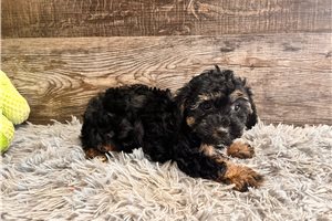 Paula - puppy for sale