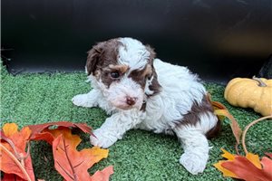 Victor - Toy Poodle for sale