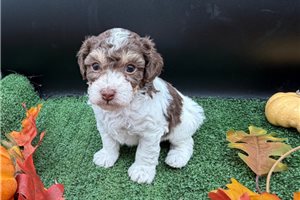 Virgil - Toy Poodle for sale