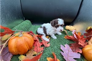 Victor - puppy for sale