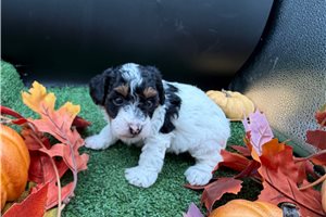 Vance - puppy for sale