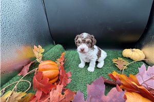 Virgil - Poodle, Toy for sale