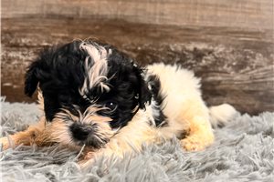 Stormy - Shichon for sale