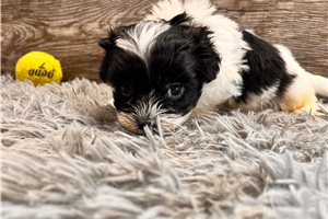 Oreo - puppy for sale