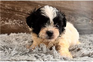 Toby - Shichon for sale