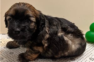 Romeo - puppy for sale