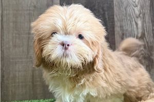 Tripp - Shih Tzu for sale