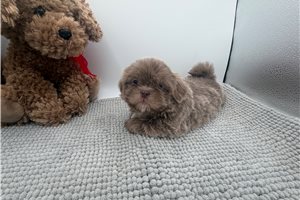 Travis - Shih Tzu for sale