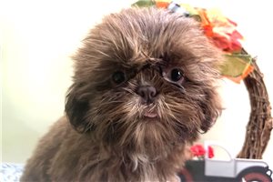 Mocha - Shih Tzu for sale