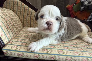 Kelby - Shih Tzu for sale