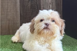 Trina - Shih Tzu for sale