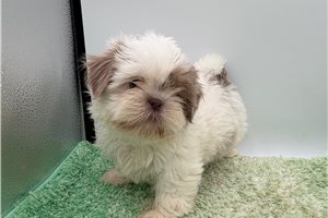 Trina - Shih Tzu for sale