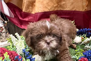 Tessa - Shih Tzu for sale