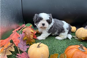 Kevin - Shih Tzu for sale