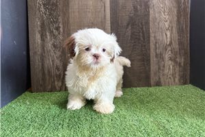Thea - puppy for sale
