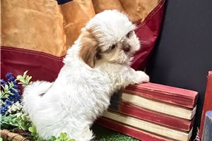Talia - Shih Tzu for sale
