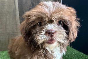 Tessa - Shih Tzu for sale