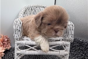 Tripp - Shih Tzu for sale