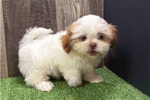 Talia - Shih Tzu for sale