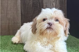 Trina - Shih Tzu for sale