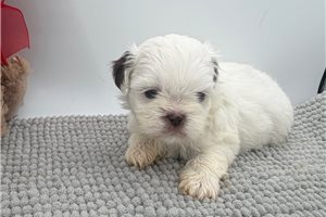 Thea - Shih Tzu for sale